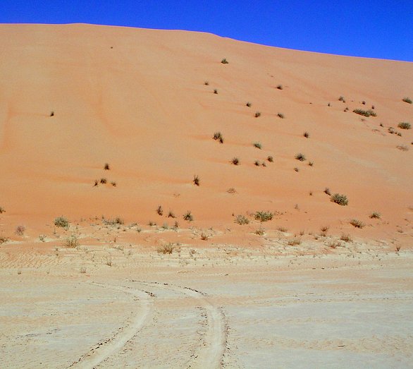 View looking north across a small portion of  the sabkha to a dune slip face approximately 100 feet (30 m) away. This portion of the dune has elevations greater than 500 feet (152 m) above sea level, while the elevation at the Confluence is 238 ft (73 m).