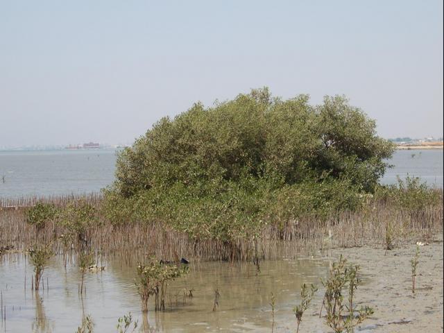 The north view towards Yanbu`