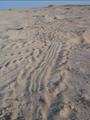 #6: Turtle tracks