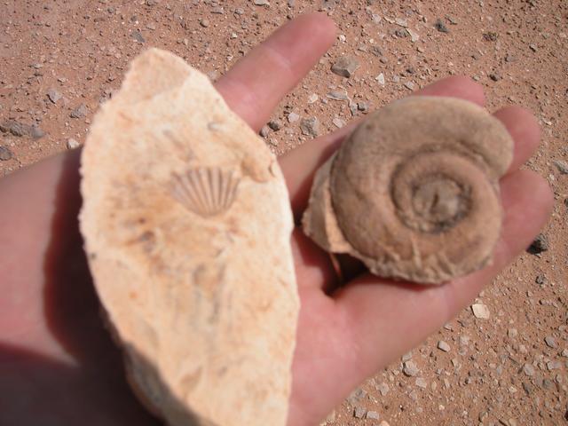 Our first fossils...