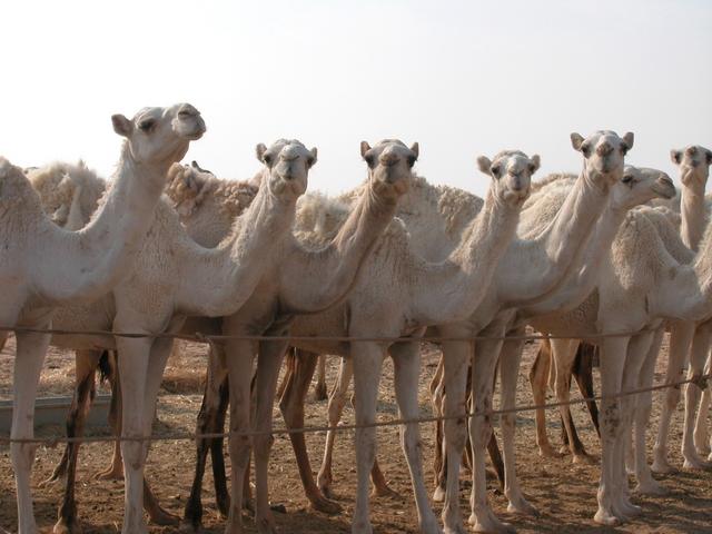 A few of the 250 camels owned by Jabr.