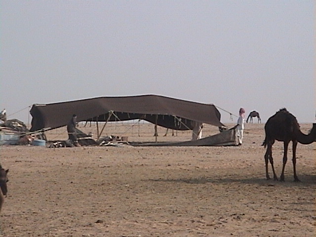 The traditional Bedouin tent, made out of sheep wool.