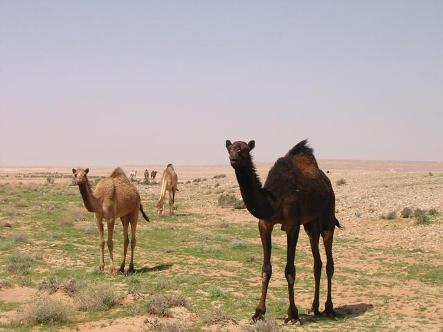 Some good-looking camels that we encountered.