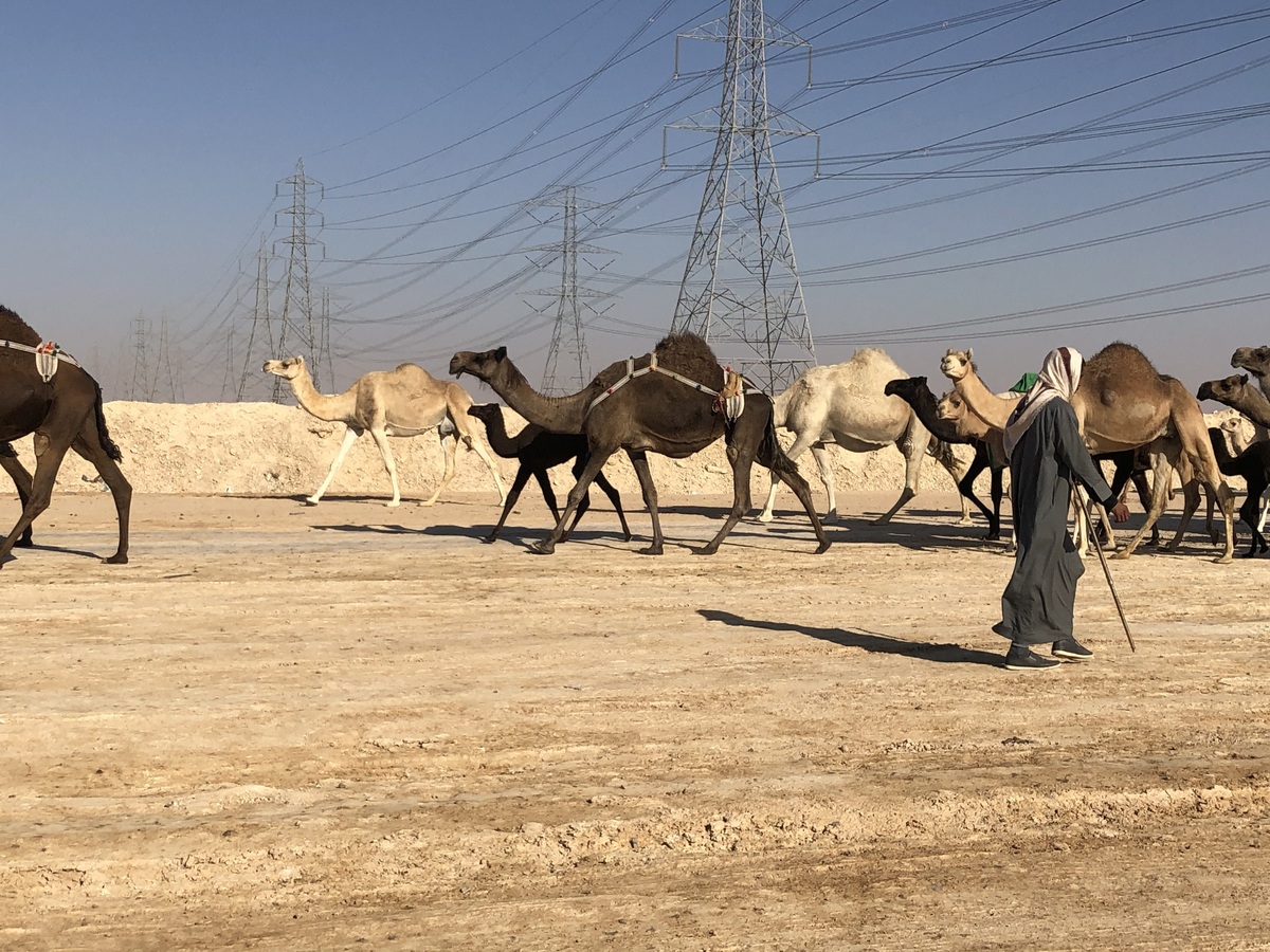 Camels on the way to the Confluence