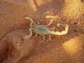 #11: Out of the two species of scorpions in Saudi Arabia, this is the most harmful one.