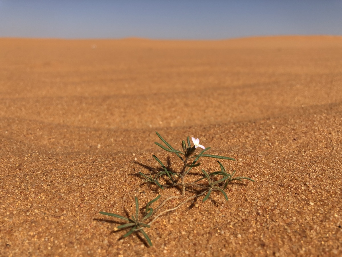 Single Flower in the Desert