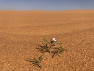 #10: Single Flower in the Desert