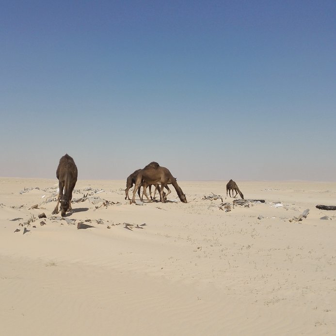Camels around