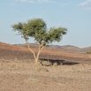 #5: Acacia tree