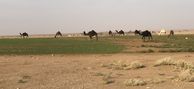 #10: Camels on the circular field