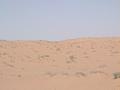 #3: View to the North of Confluence point 27N 47E