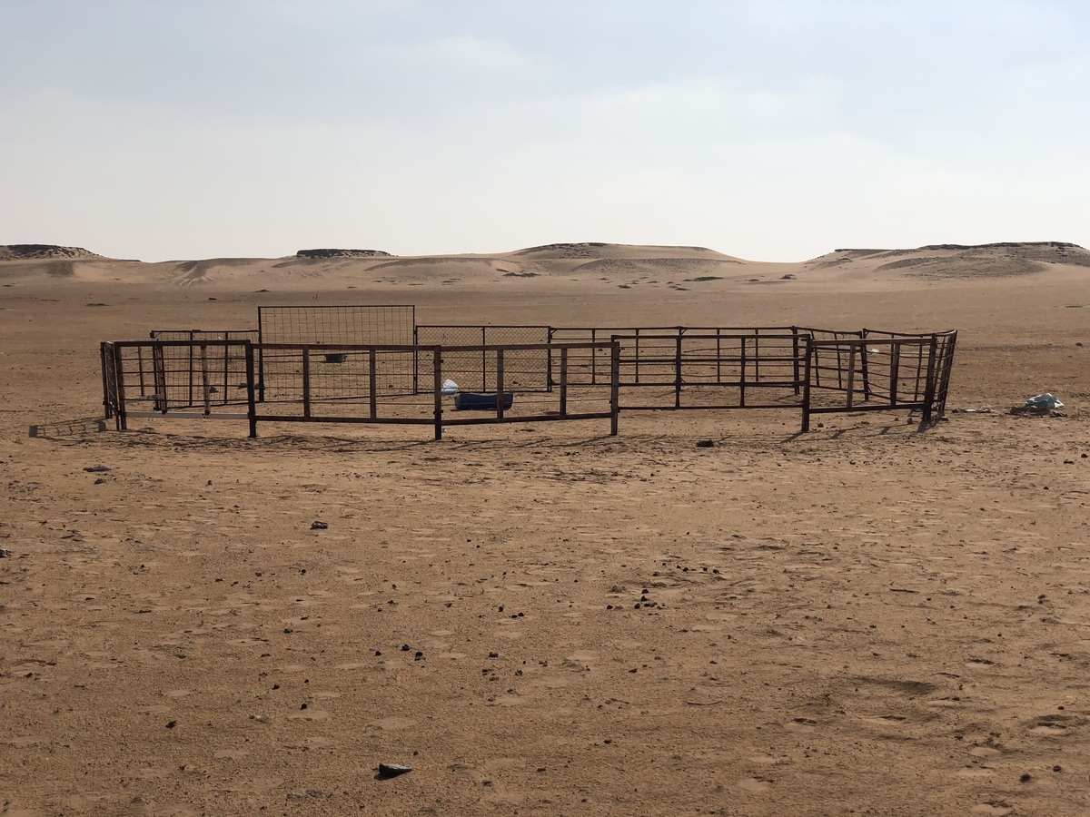 The Camel Fold Yard