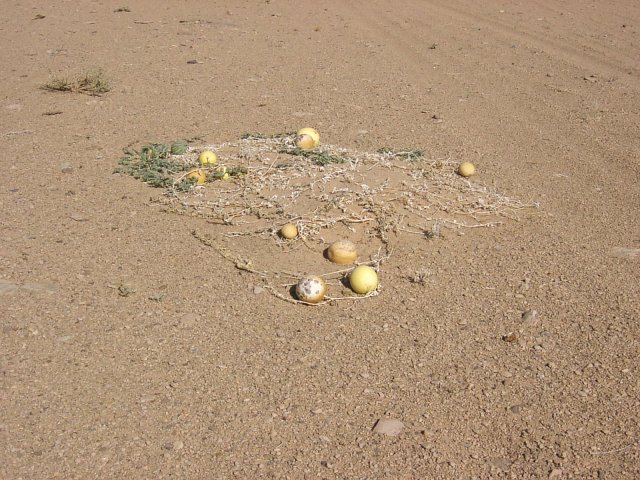 The South view with the gourd plant