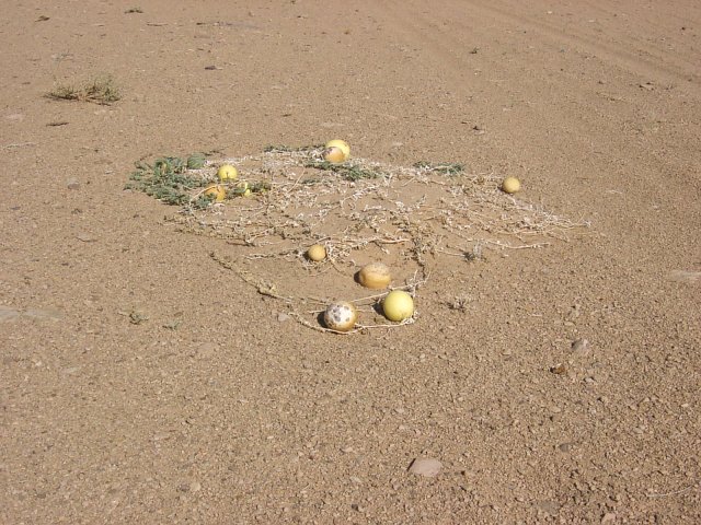 The South view with the gourd plant