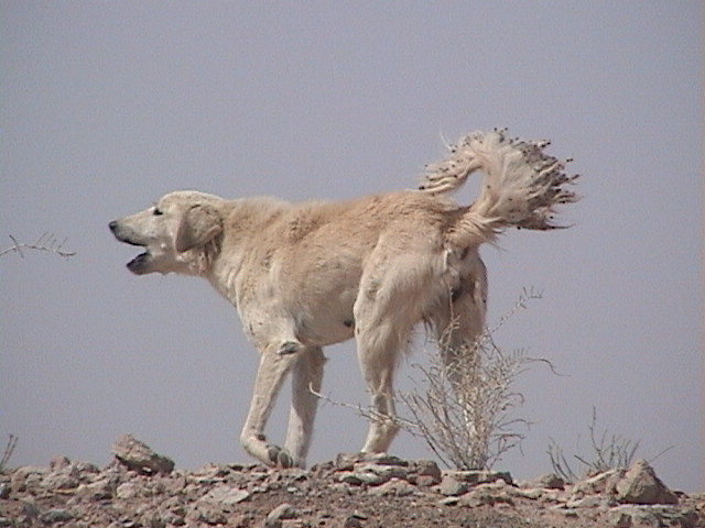 We saw a few wild dogs near a petrol station.