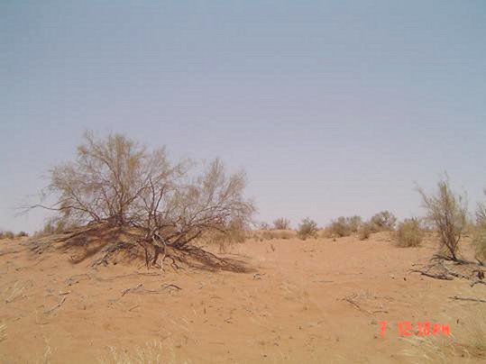 South view, al-Ghādha plant can be seen, a famous plant in this area