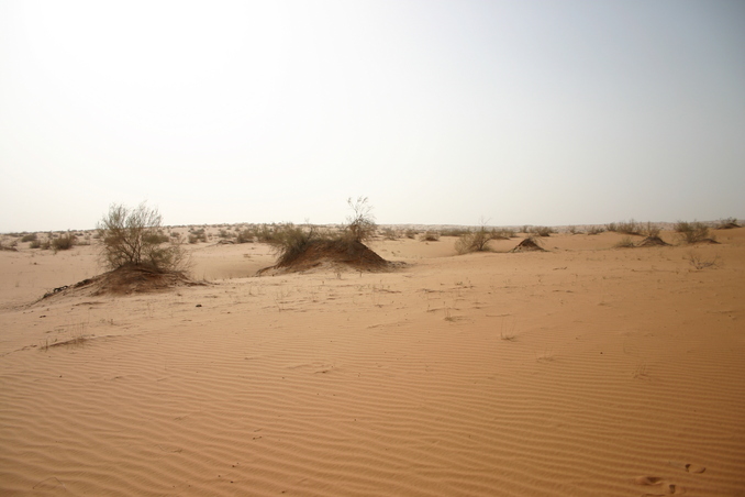 General view - Sandy dunes