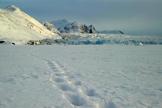 Polar bear track in front of Conwaybreen, about 10km east of the confluence