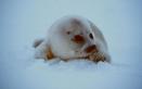 #9: On the way back we met a baby seal in Billefjorden