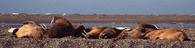 #8: Walruses chilling out in Moffen, a few miles away from the confluence