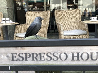 #8: Am Kaffeehaus