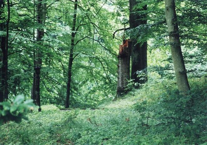 View to NW, the broken tree is photographed by visitor #2