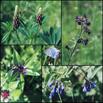 #10: A collection of blue colours in nature
