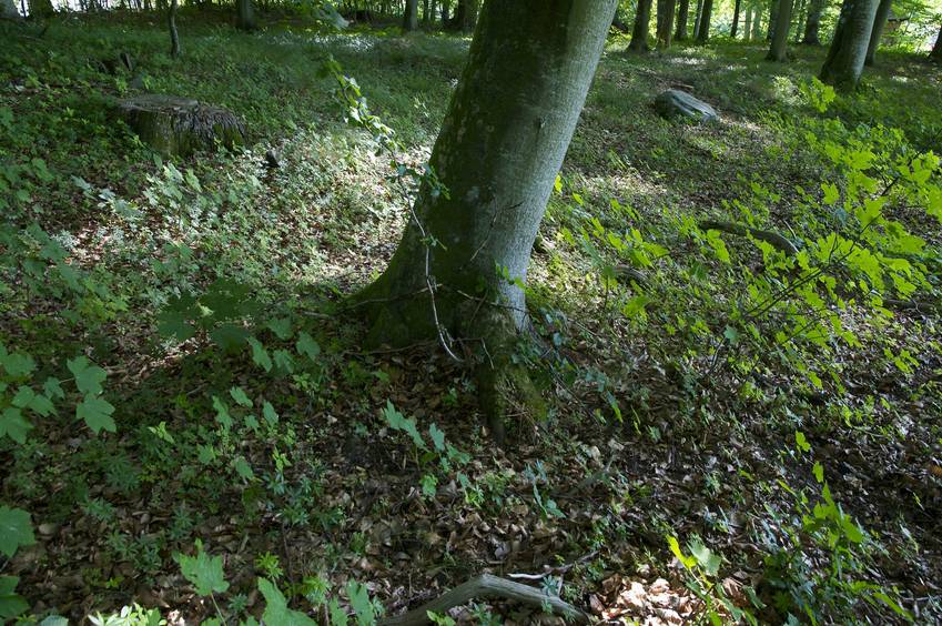 The confluence point lies in a patch of forest, next to this large tree