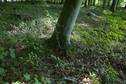 #5: The confluence point lies in a patch of forest, next to this large tree