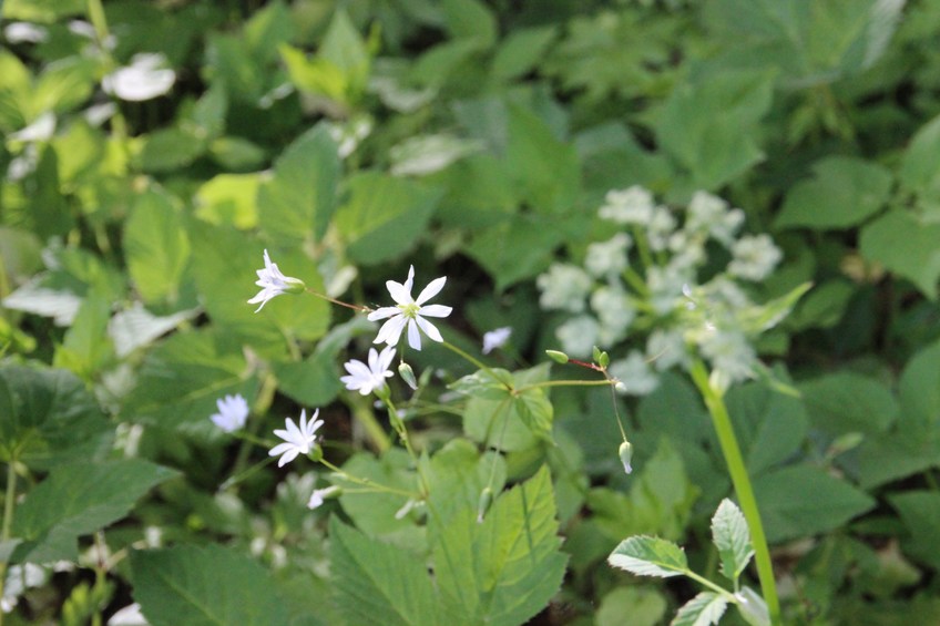 ground cover