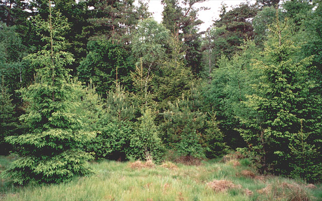 57N13E is amongst those trees.