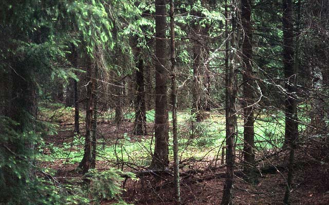 The general area close to the confluence.