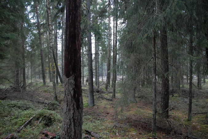 View north / Blick nach Norden