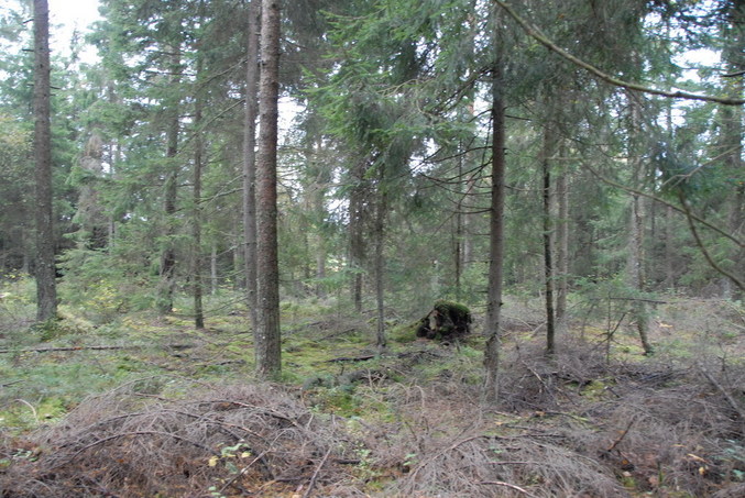 View east / Blick nach Osten