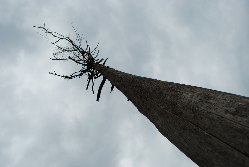 The dead confluence tree