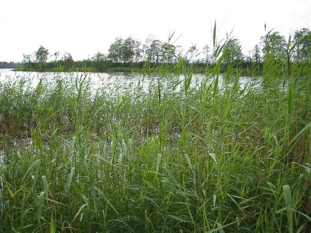 View west. Confluence is about 10 m out in the open water.