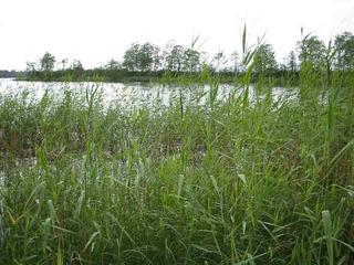 #1: View west. Confluence is about 10 m out in the open water.