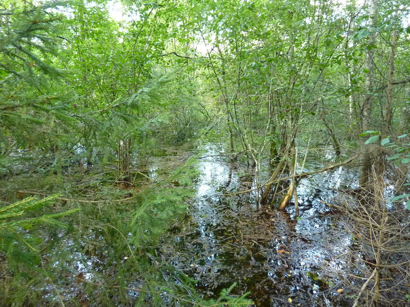 Confluence point