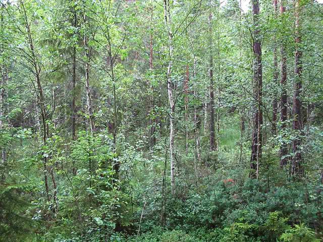 Overview from 20 m south of confluence