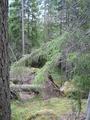 #7: Trees felled by storm "Gudrun" 65 m NW of confluence