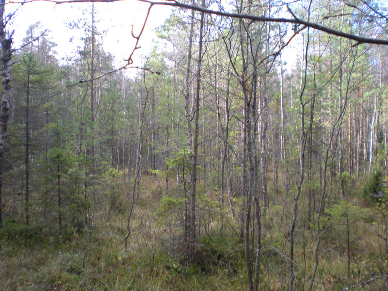 View from the confluence point