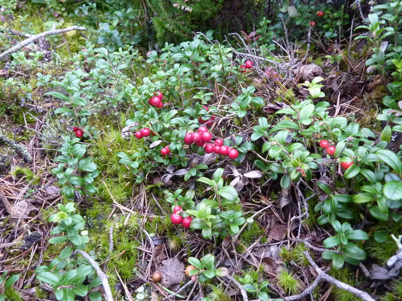 Ripe cranberries