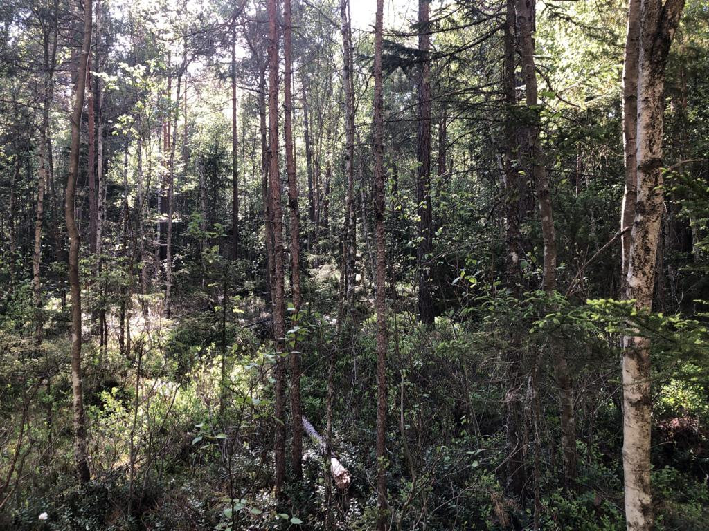 West