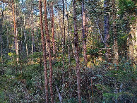 #4: Westen; view west