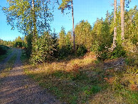 #8: track towards CP; in middle at lone pine (not left)