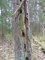 #10: Definite traces of woodpeckers!