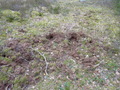 #9: Traces of boars?