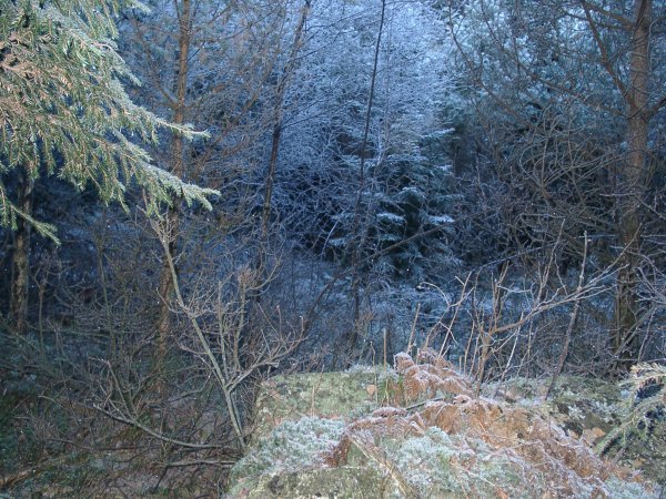 The confluence in the brushwood