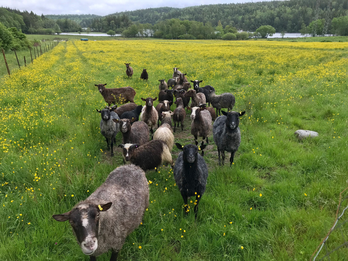 CP58N12E two km north meadow-inhabitants