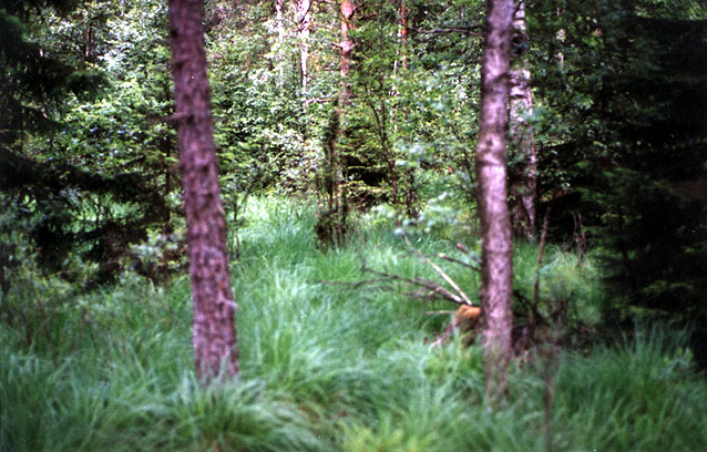 The confluence point, between the two blurry trees